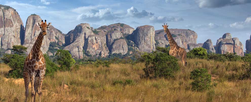 Girafes savanes risque voyage Afrique du Sud